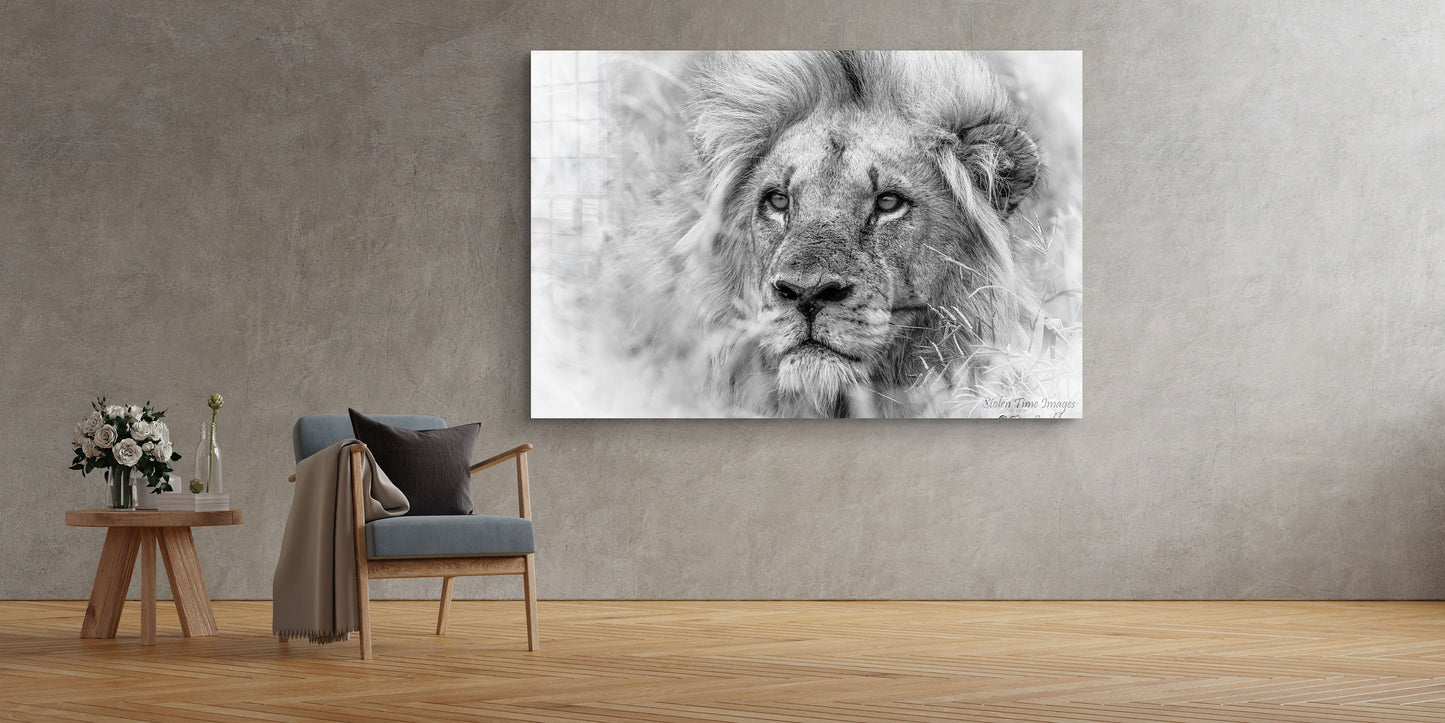 Lion, Large Glass Wall Art