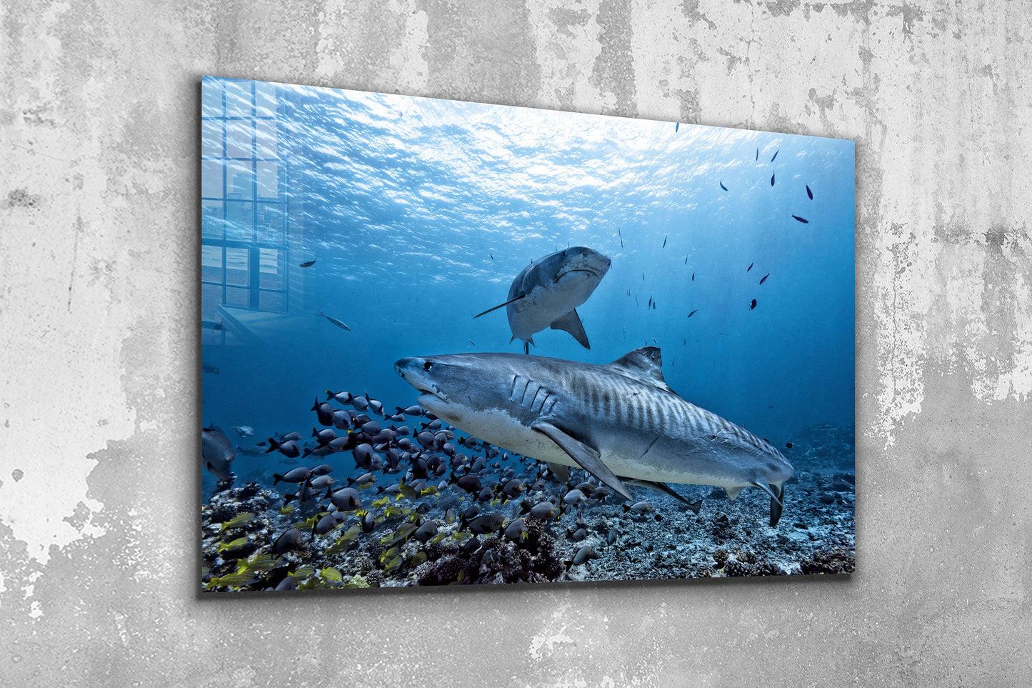 Shark Water, Tropical, Ocean Life, Large Glass Wall Art