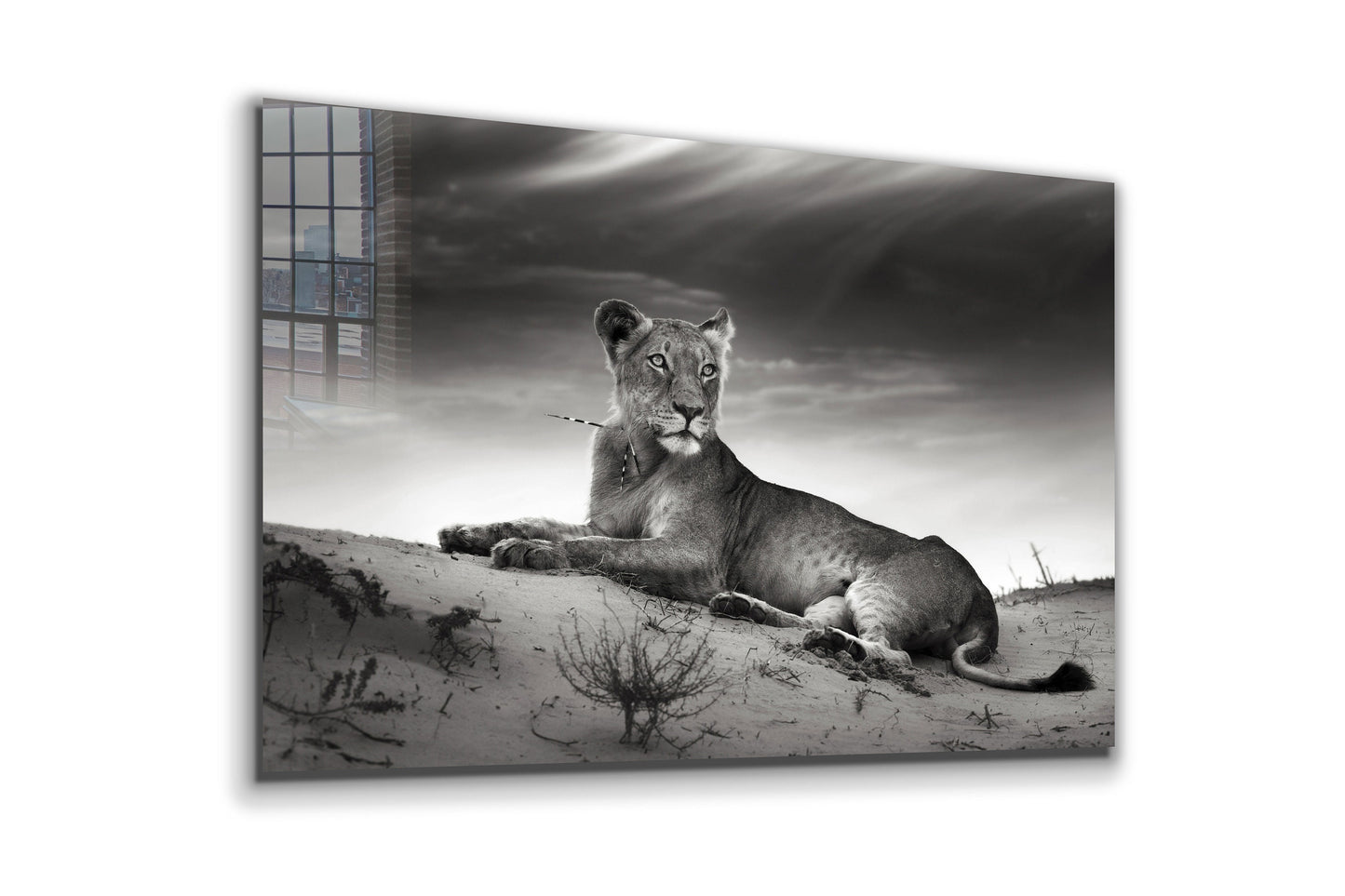 Lioness After Hunt, Large Glass Wall Art