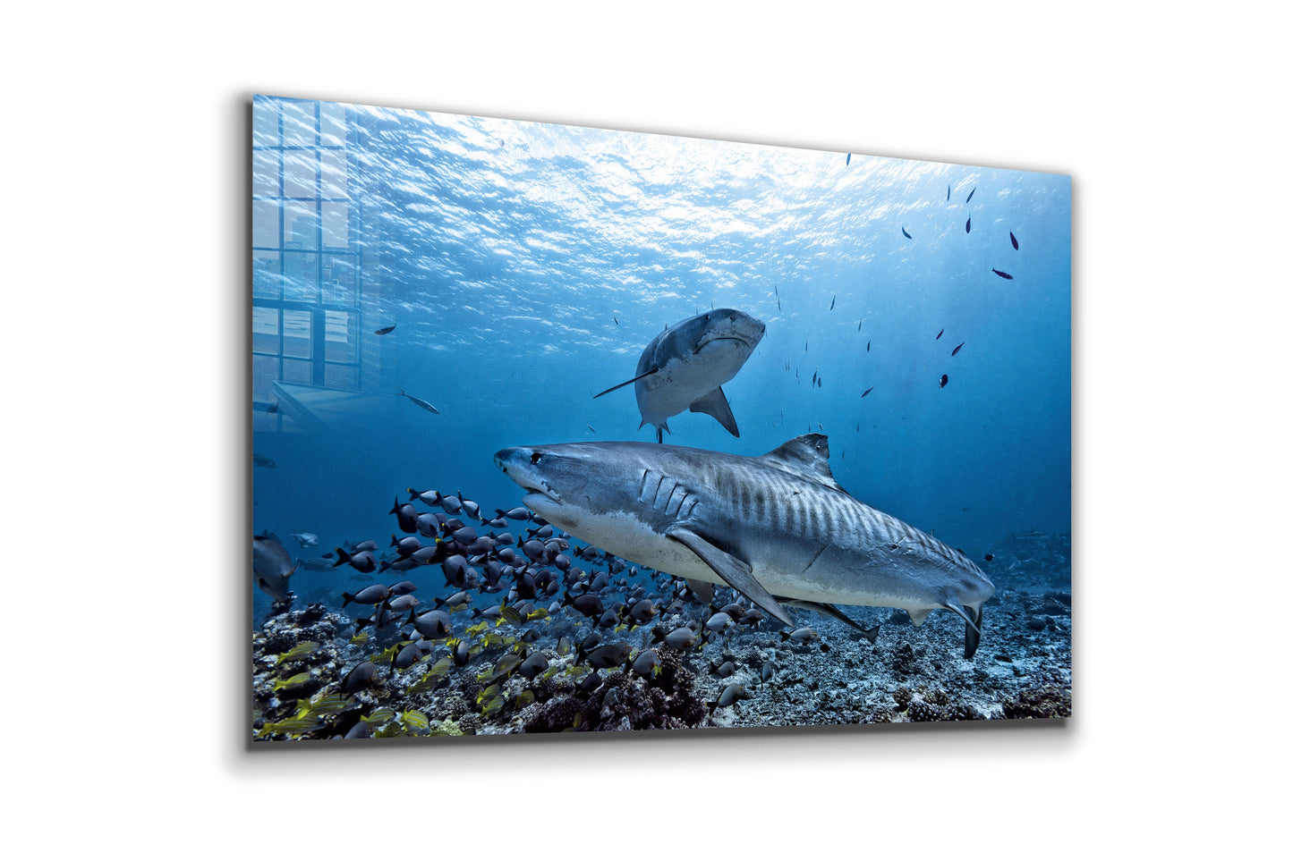 Shark Water, Tropical, Ocean Life, Large Glass Wall Art