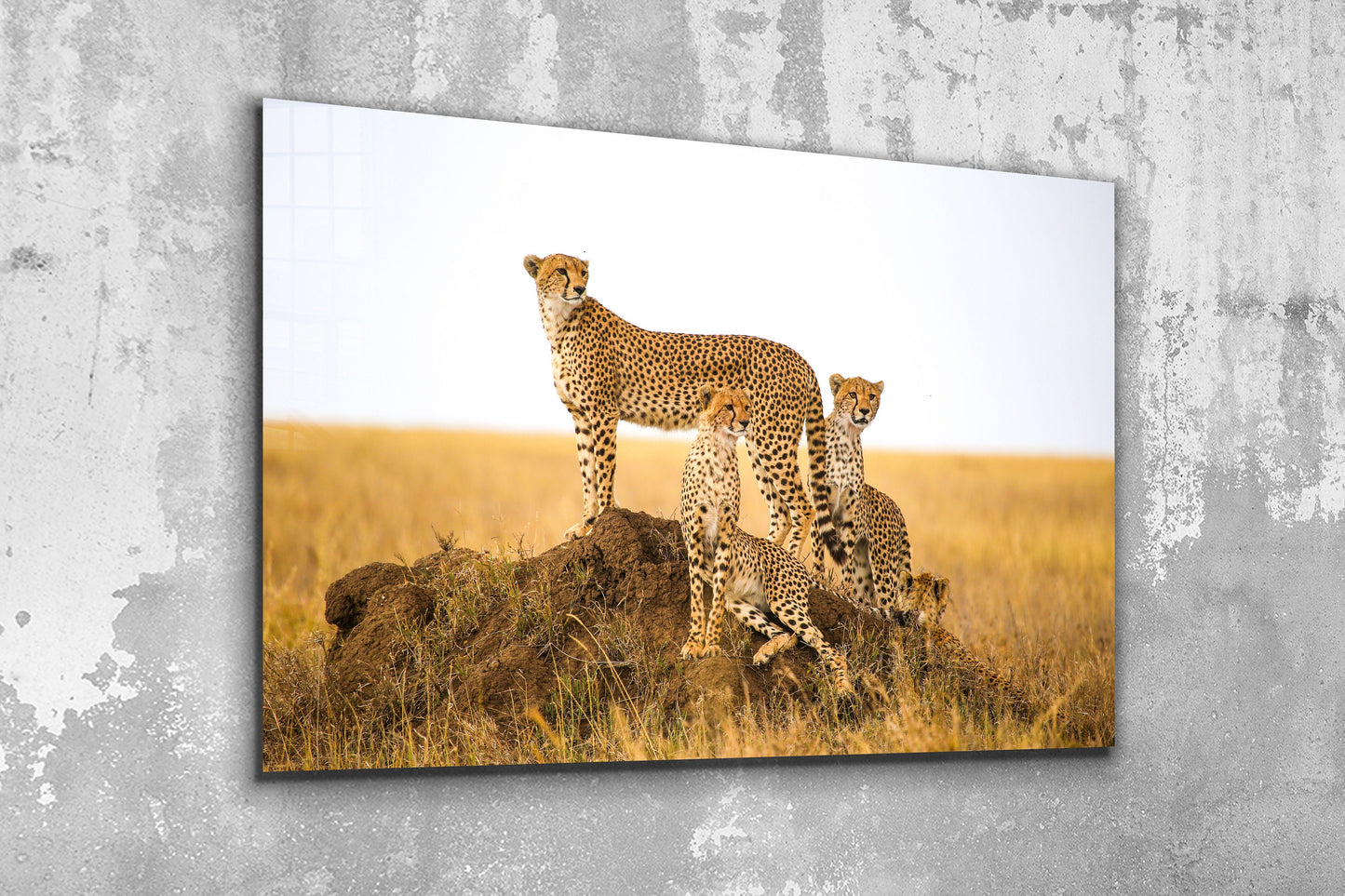 Cheetah, Large Glass Wall Art