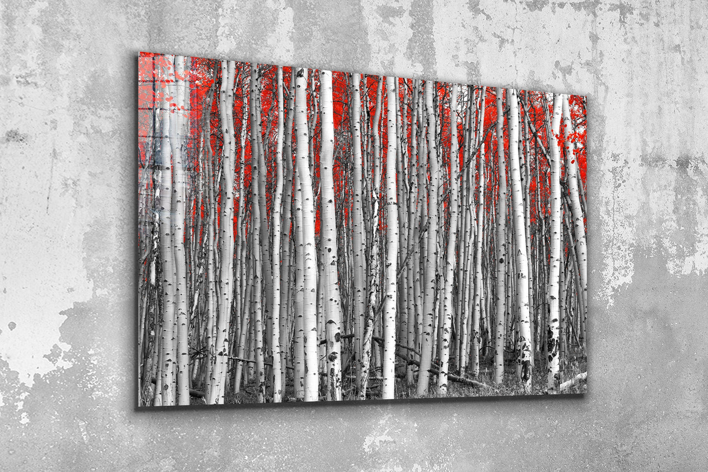 Birch Forest in Autumn, Large Glass Wall Art
