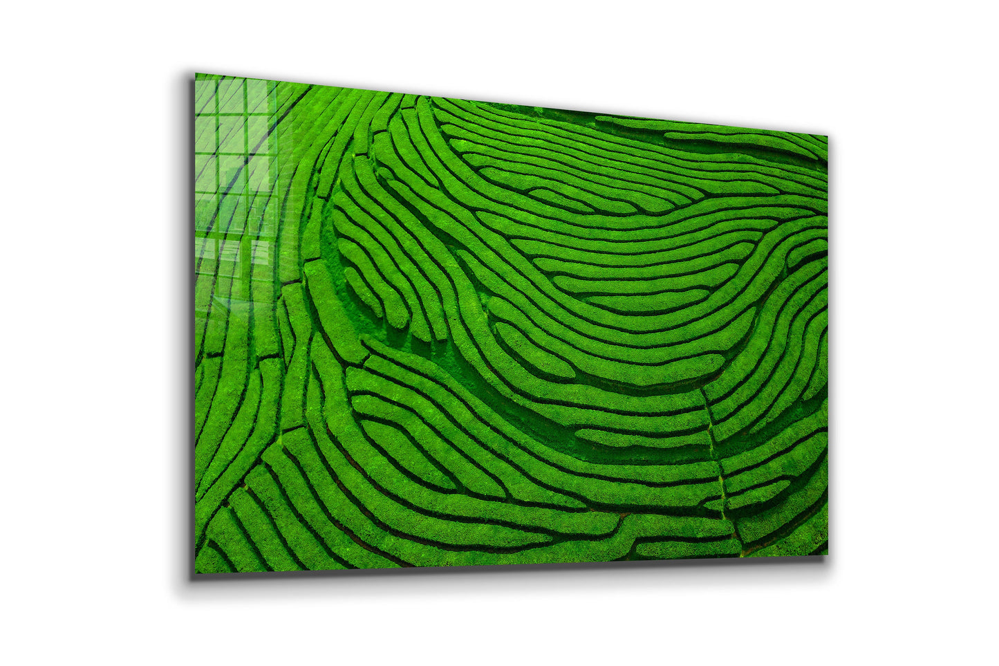 Tea Plantation, Large Glass Wall Art