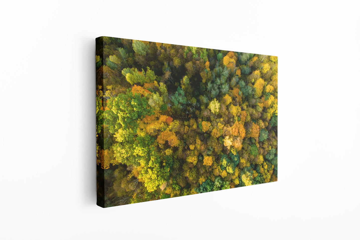 Forest, Trees, Large Glass Wall Art