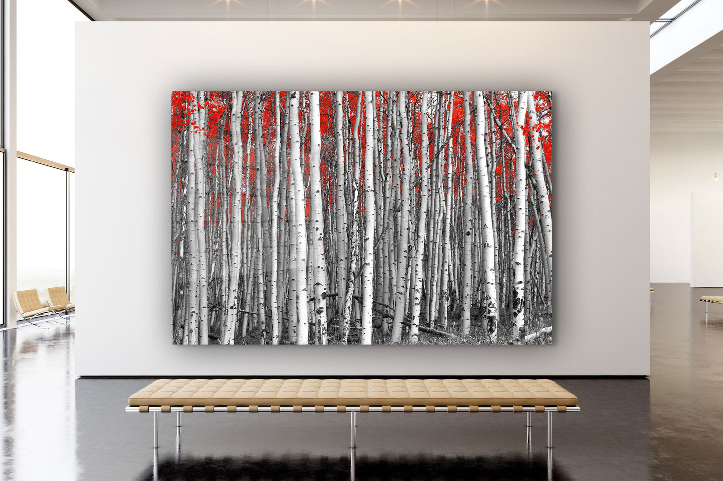Birch Forest in Autumn, Large Glass Wall Art