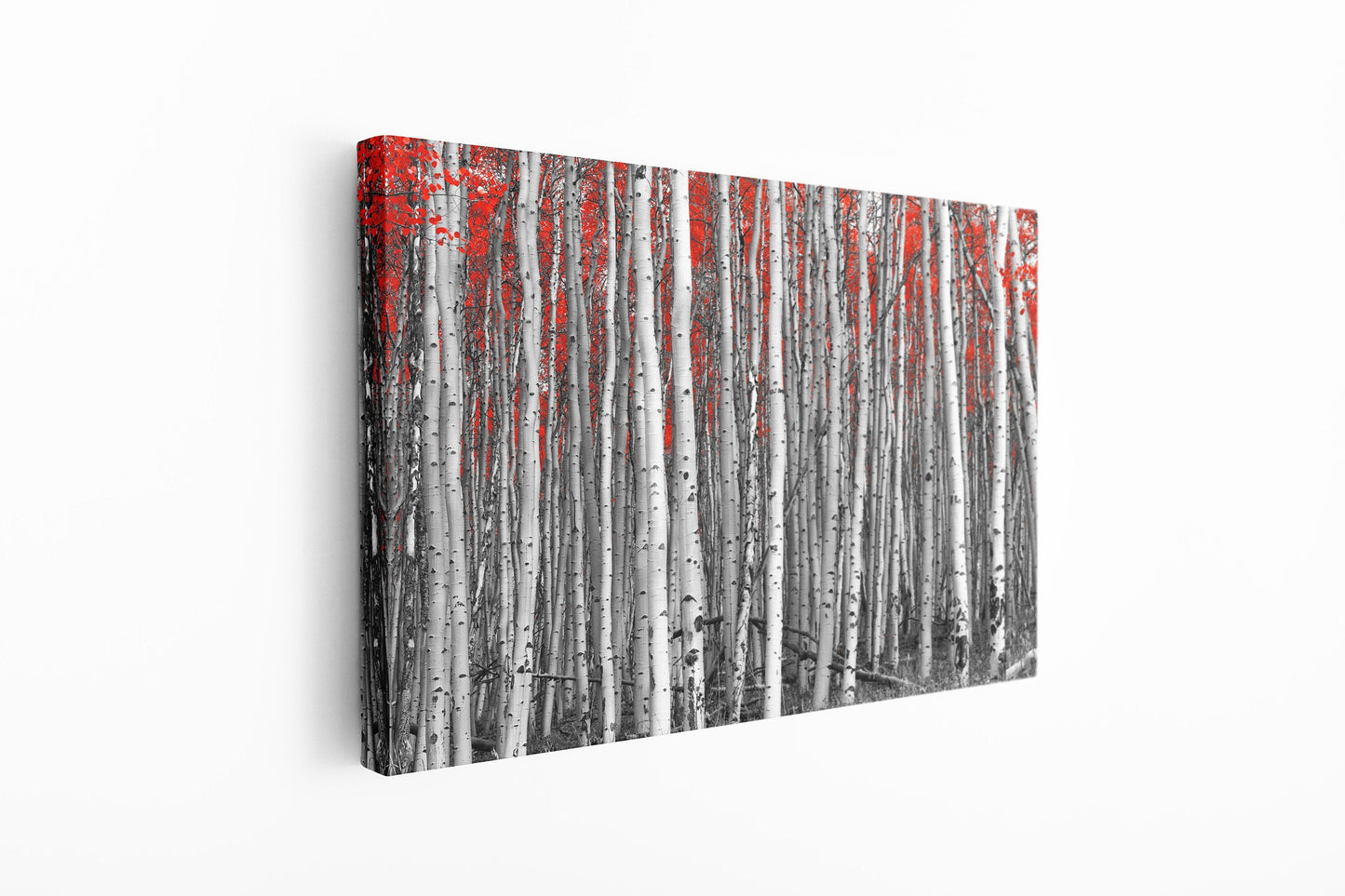 Birch Forest in Autumn, Large Glass Wall Art