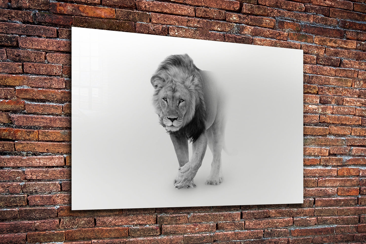 Lion, Large Glass Wall Art