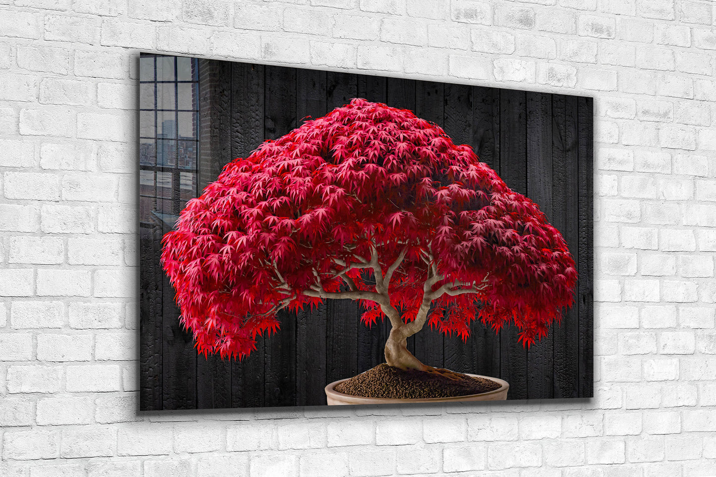 Red Maple Bonsai Tree, Large Glass Wall Art
