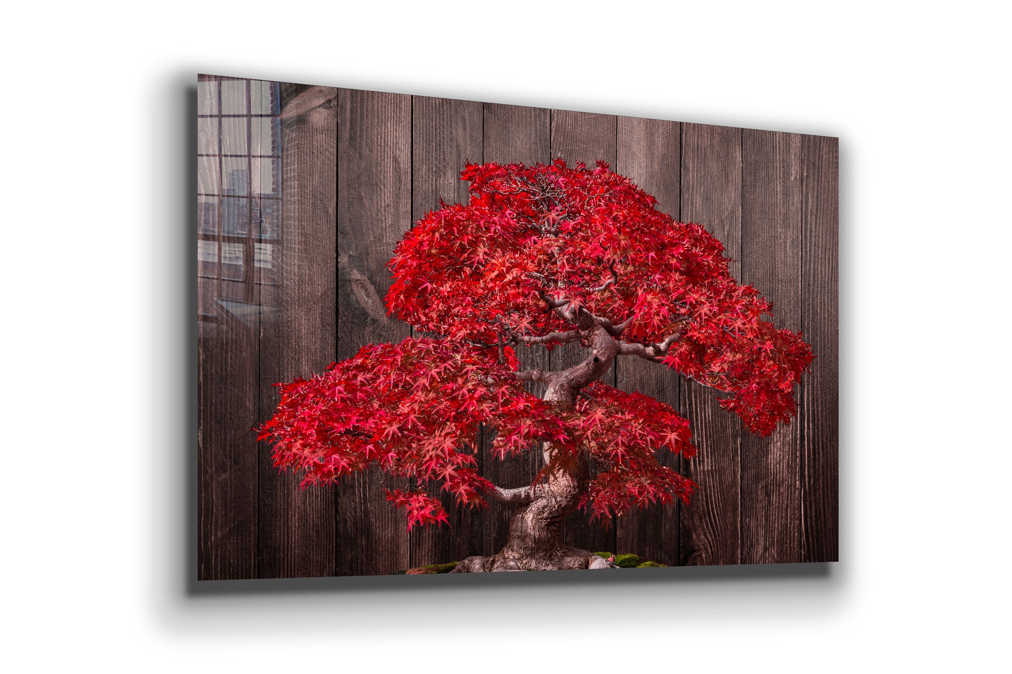 Bonsai Tree, Large Glass Wall Art