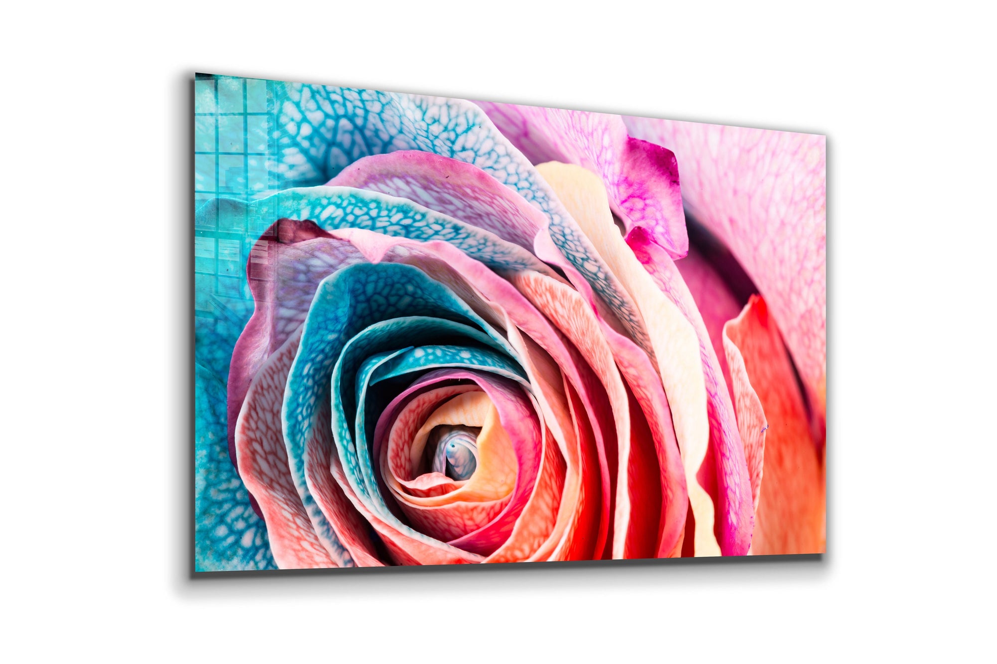 Rose, Large Glass Wall Art