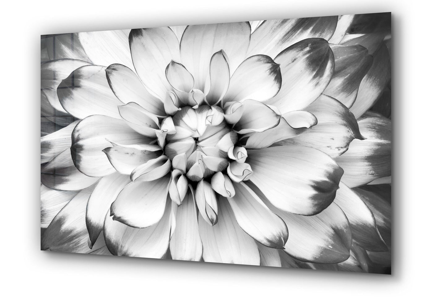 Black and White Macro Shot of Flower,Flower , Large Glass Wall Art