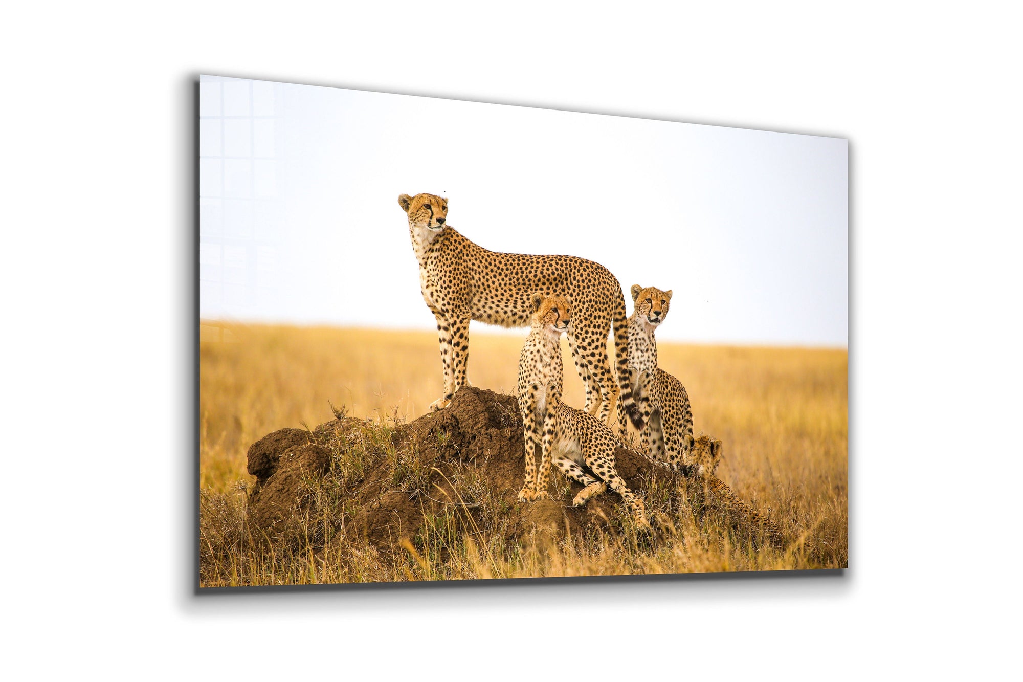 Cheetah, Large Glass Wall Art