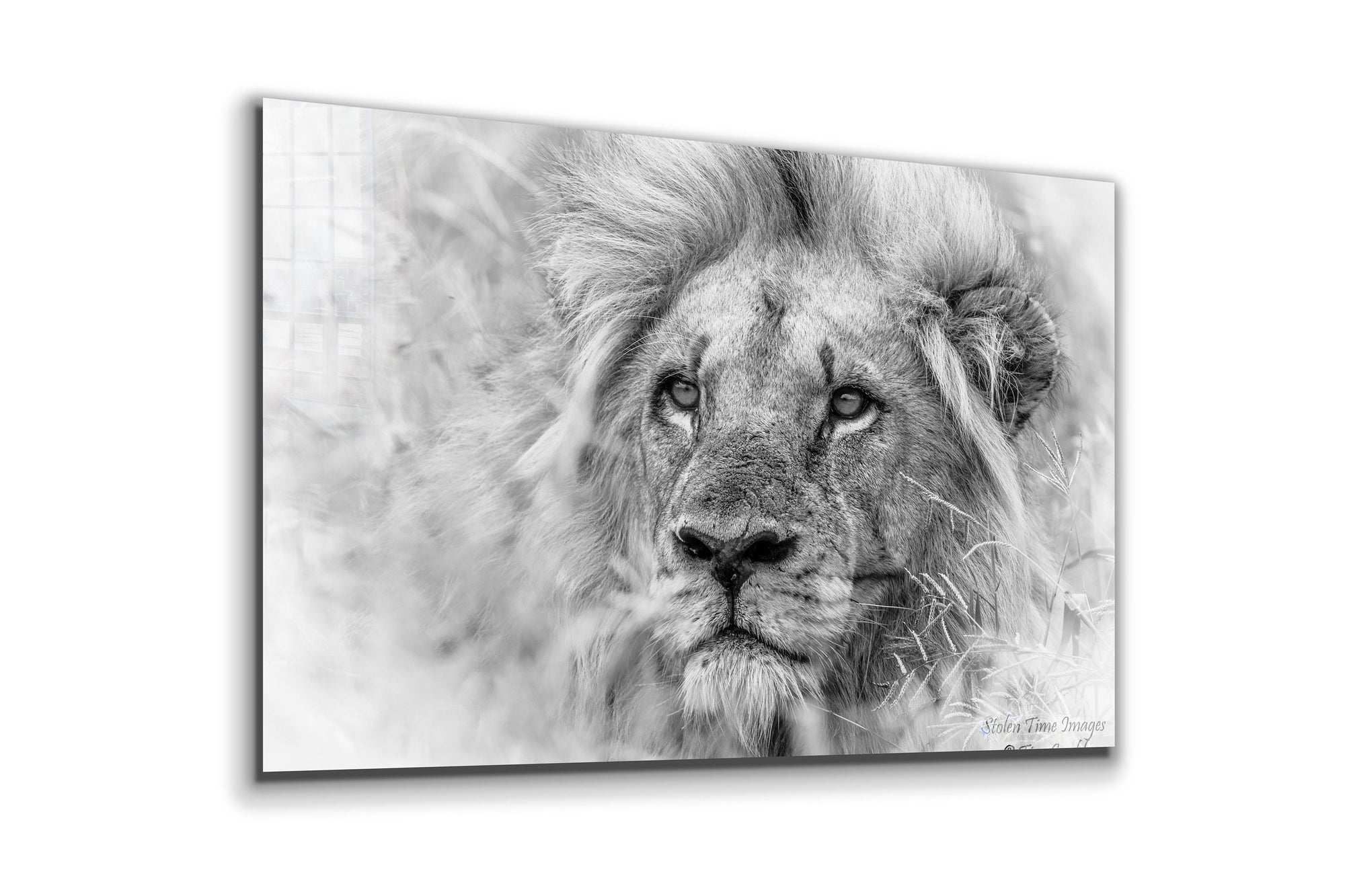 Lion, Large Glass Wall Art