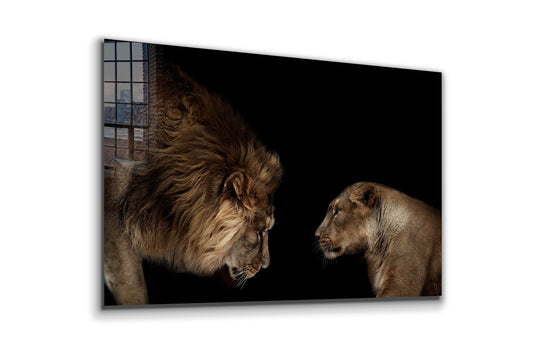 Lion  &  Lioness, Large Glass Wall Art