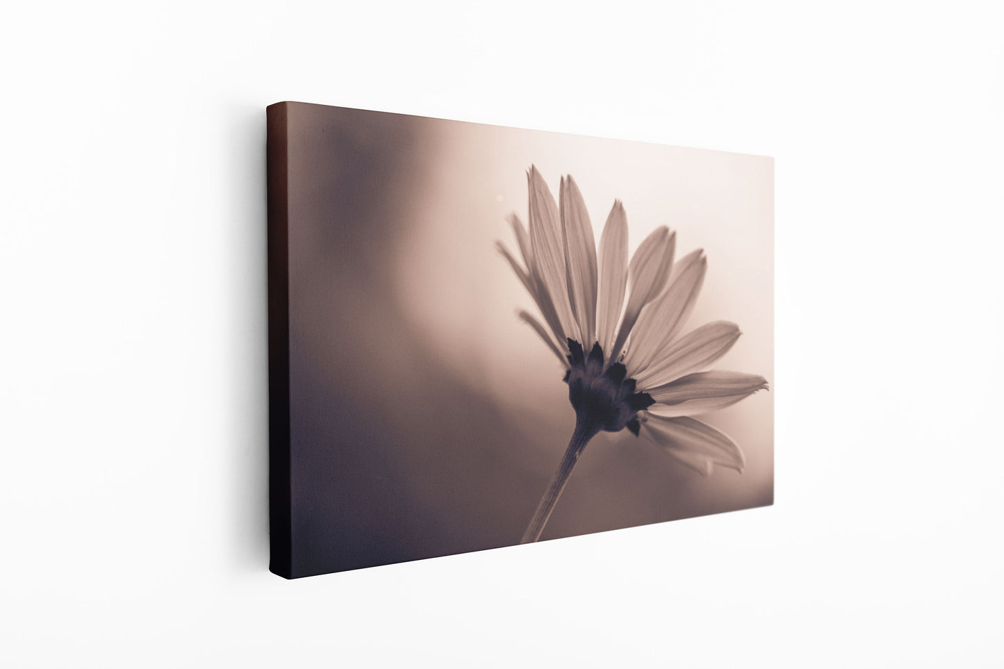 Dandelion, Large Glass Wall Art
