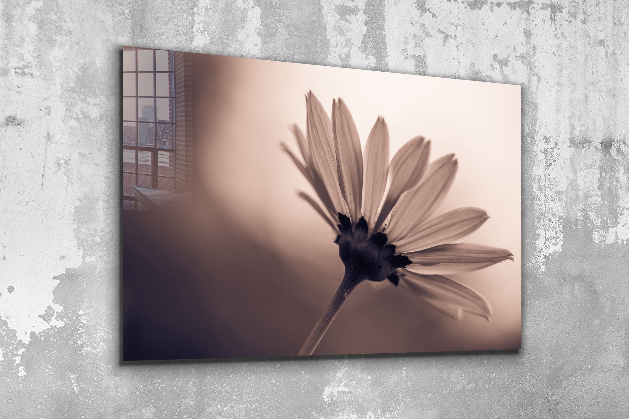 Dandelion, Large Glass Wall Art