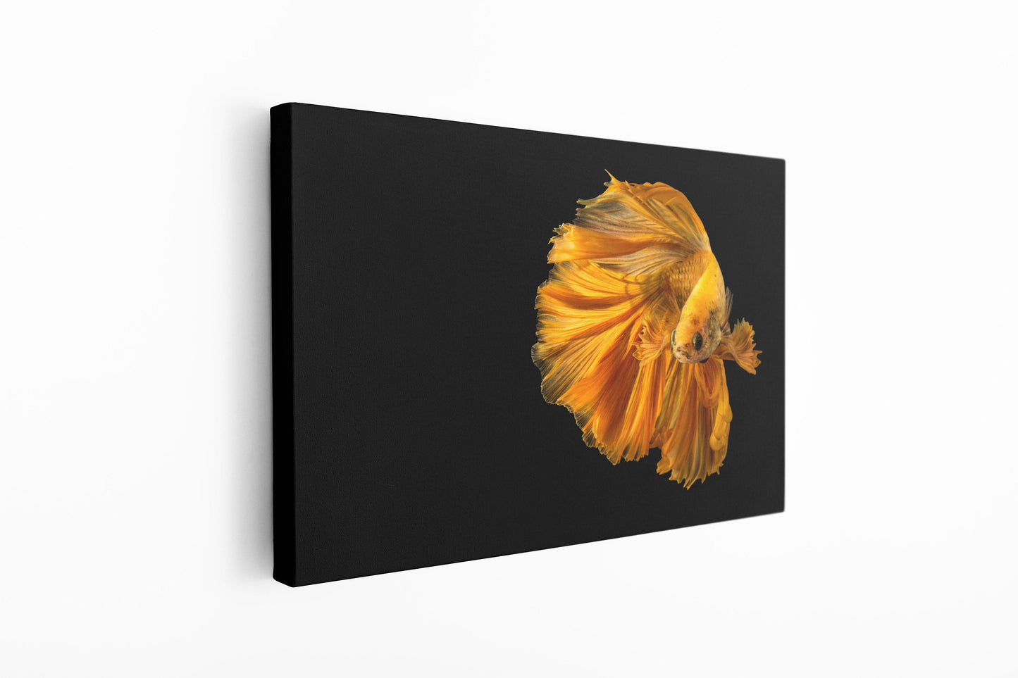 Siamese Fighting Fish, Large Glass Wall Art