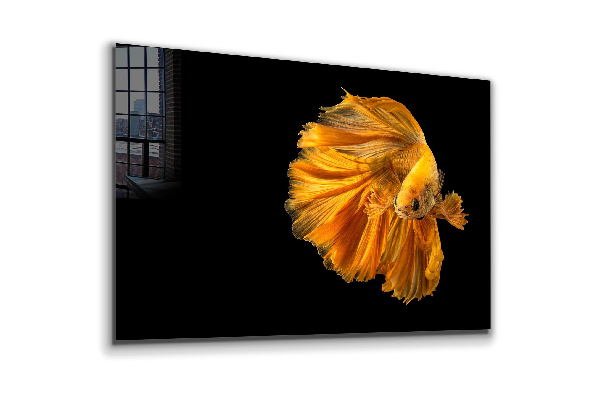 Siamese Fighting Fish, Large Glass Wall Art