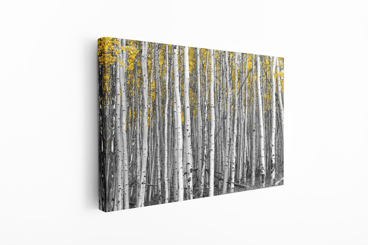 Birch Forest, Large Glass Wall Art