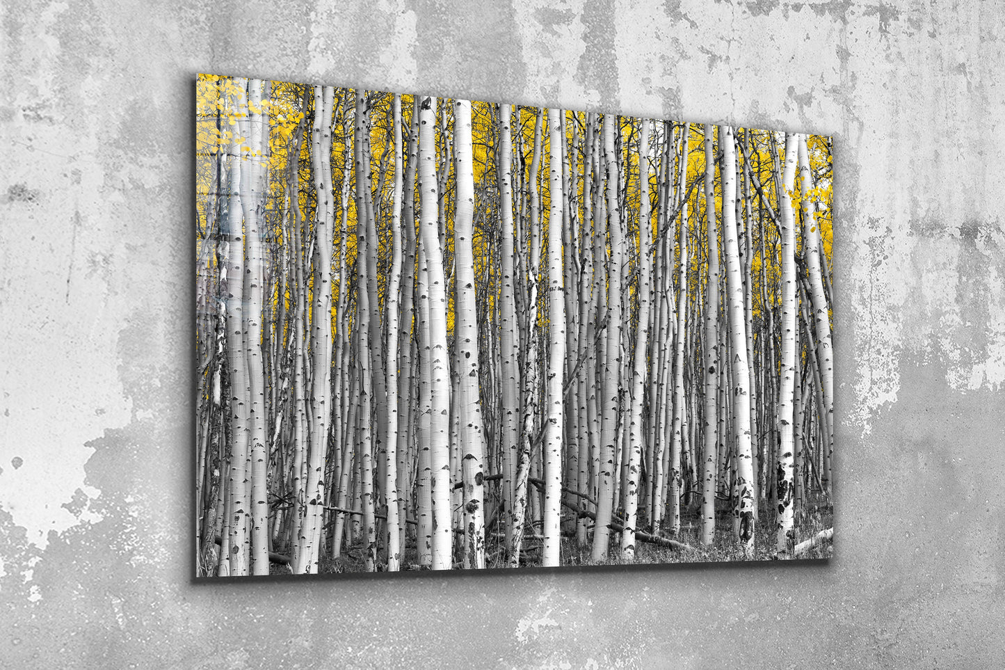 Birch Forest, Large Glass Wall Art