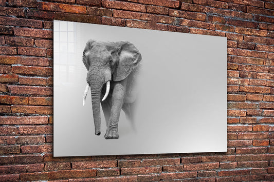 Elephant, Large Glass Wall Art