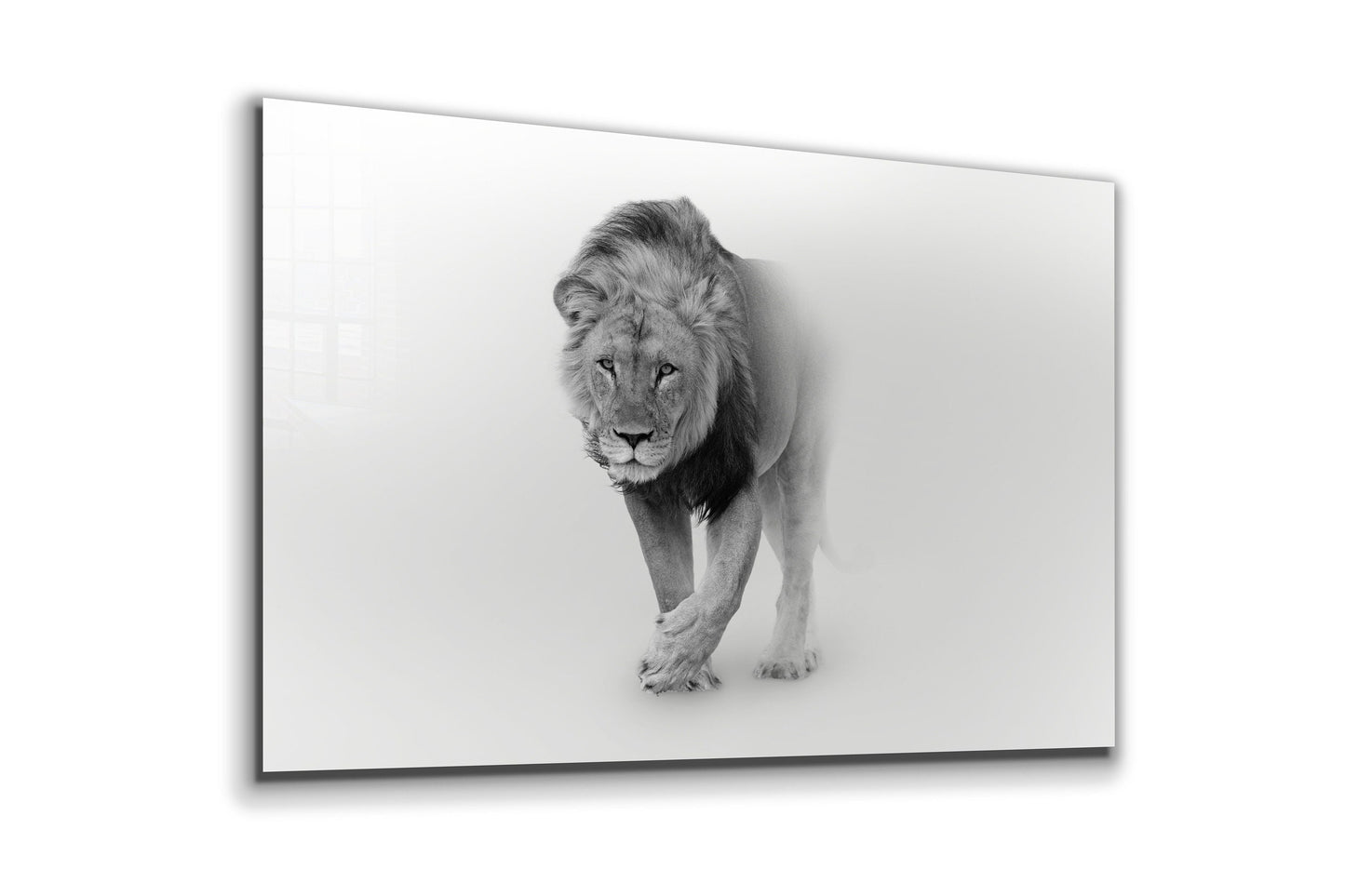 Lion, Large Glass Wall Art
