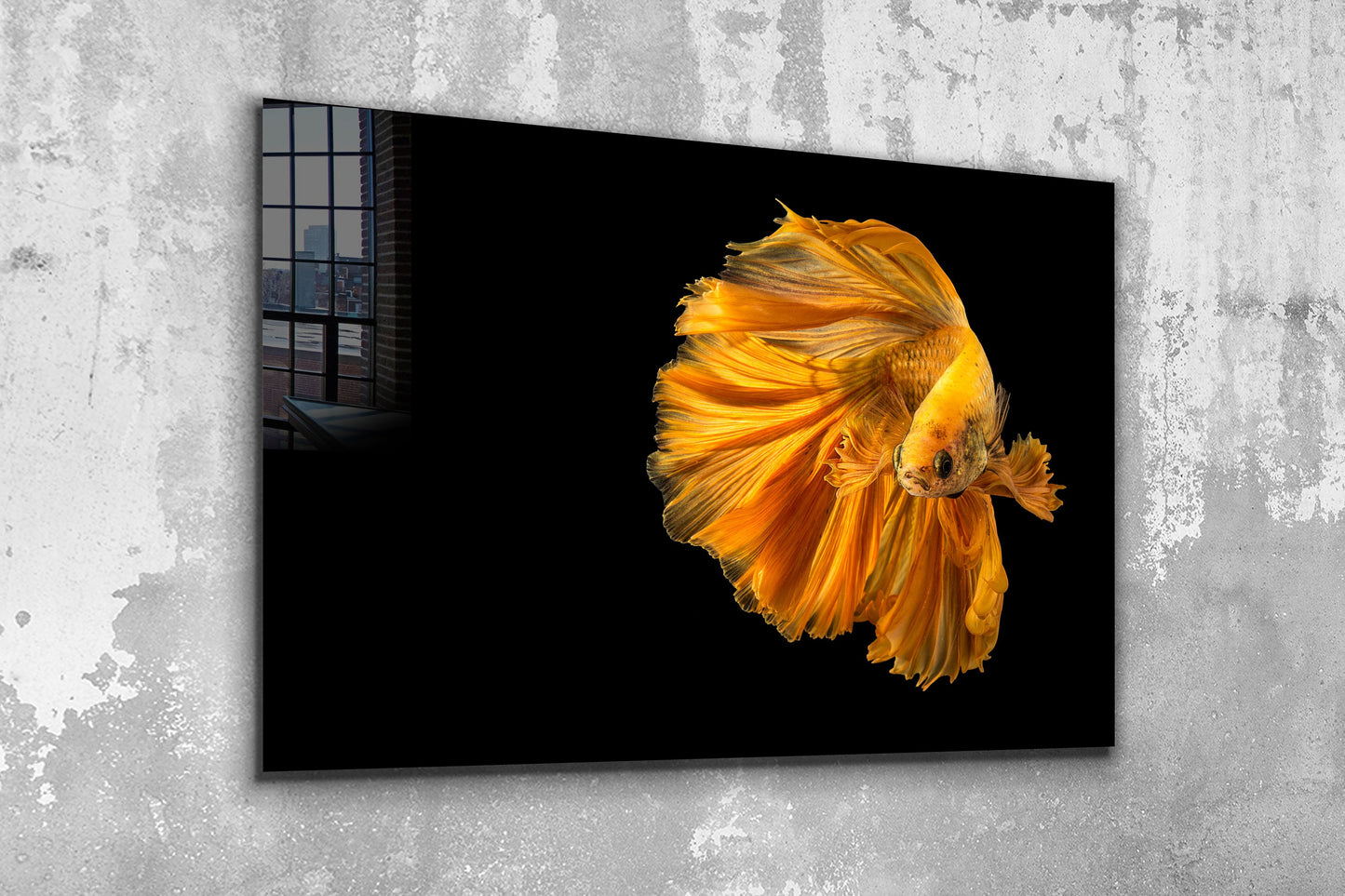 Siamese Fighting Fish, Large Glass Wall Art