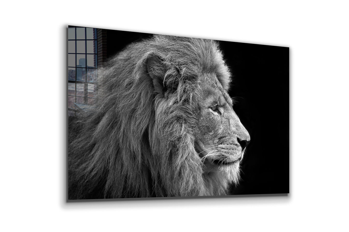 Lion Black and White, Large Glass Wall Art