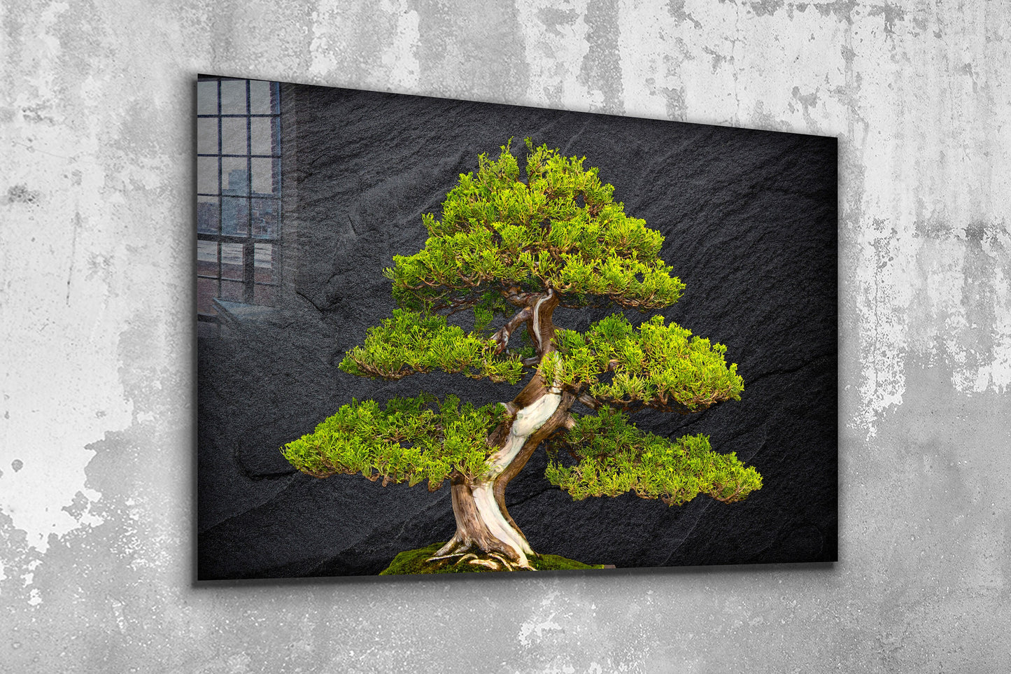 Pine Tree Bonsai, Large Glass Wall Art