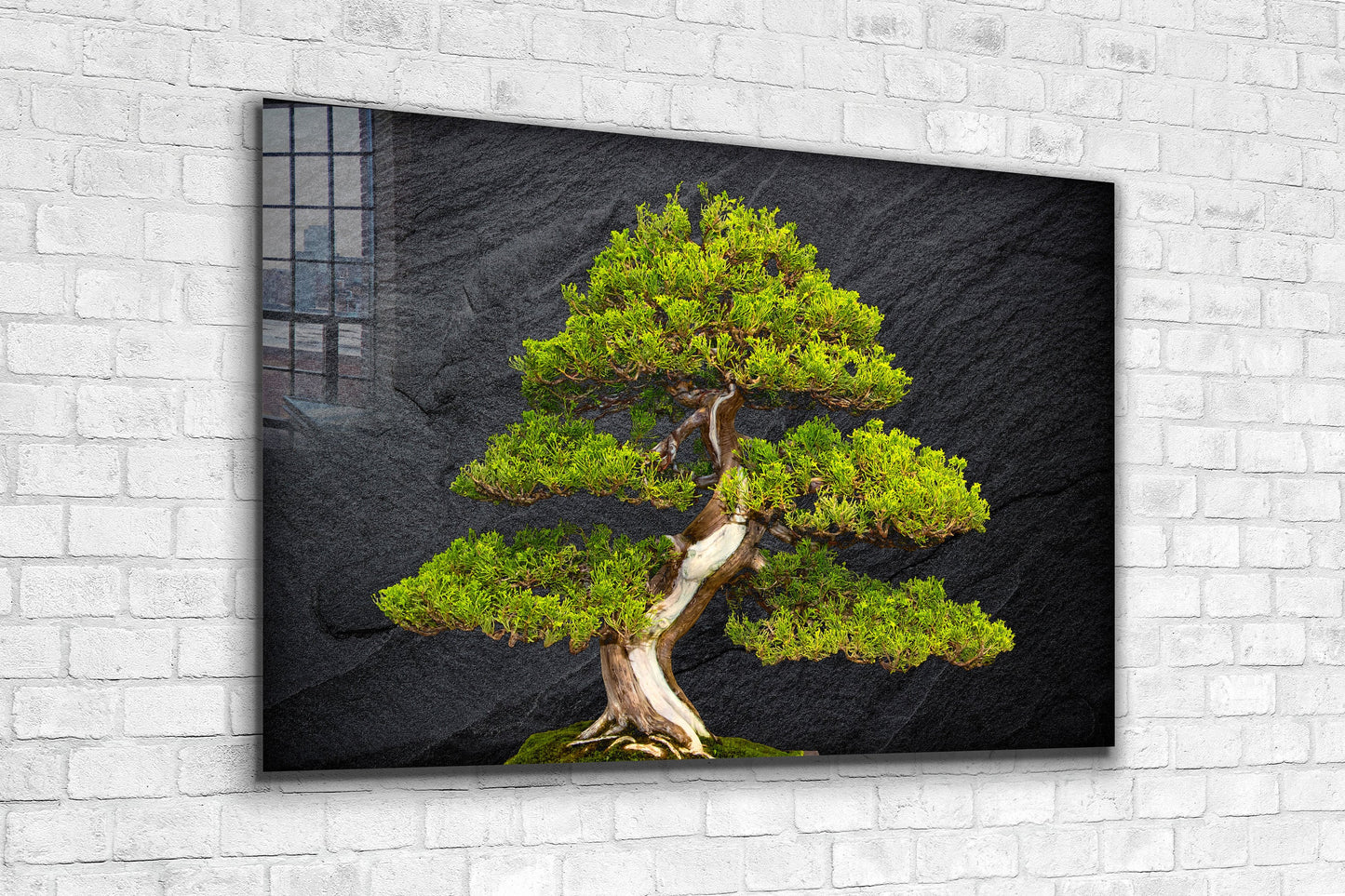 Pine Tree Bonsai, Large Glass Wall Art