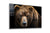 Bear, Large Glass Wall Art