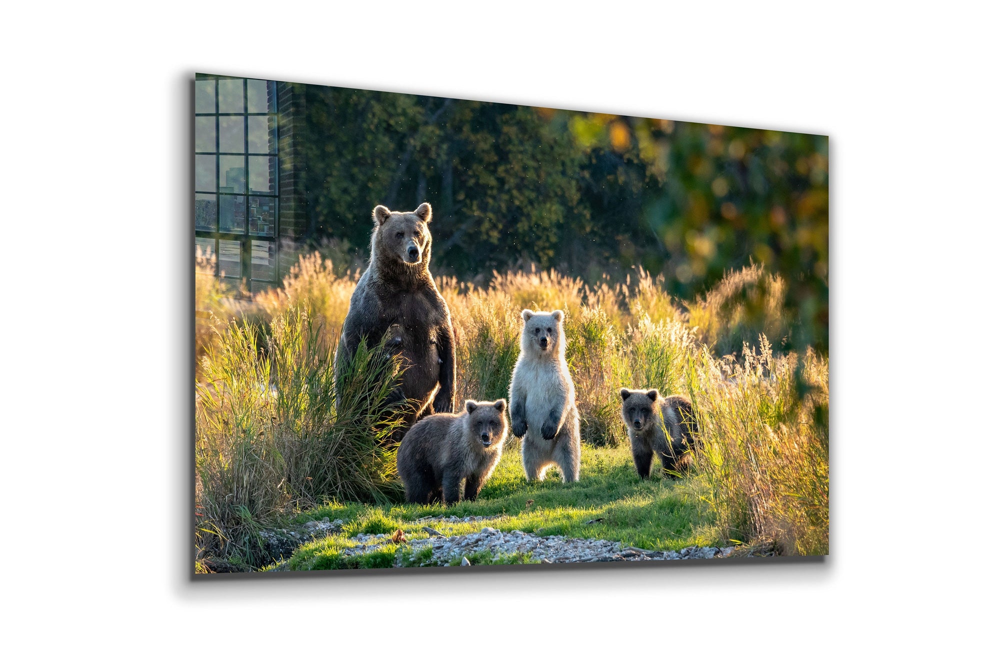 Bear Family, Large Glass Wall Art