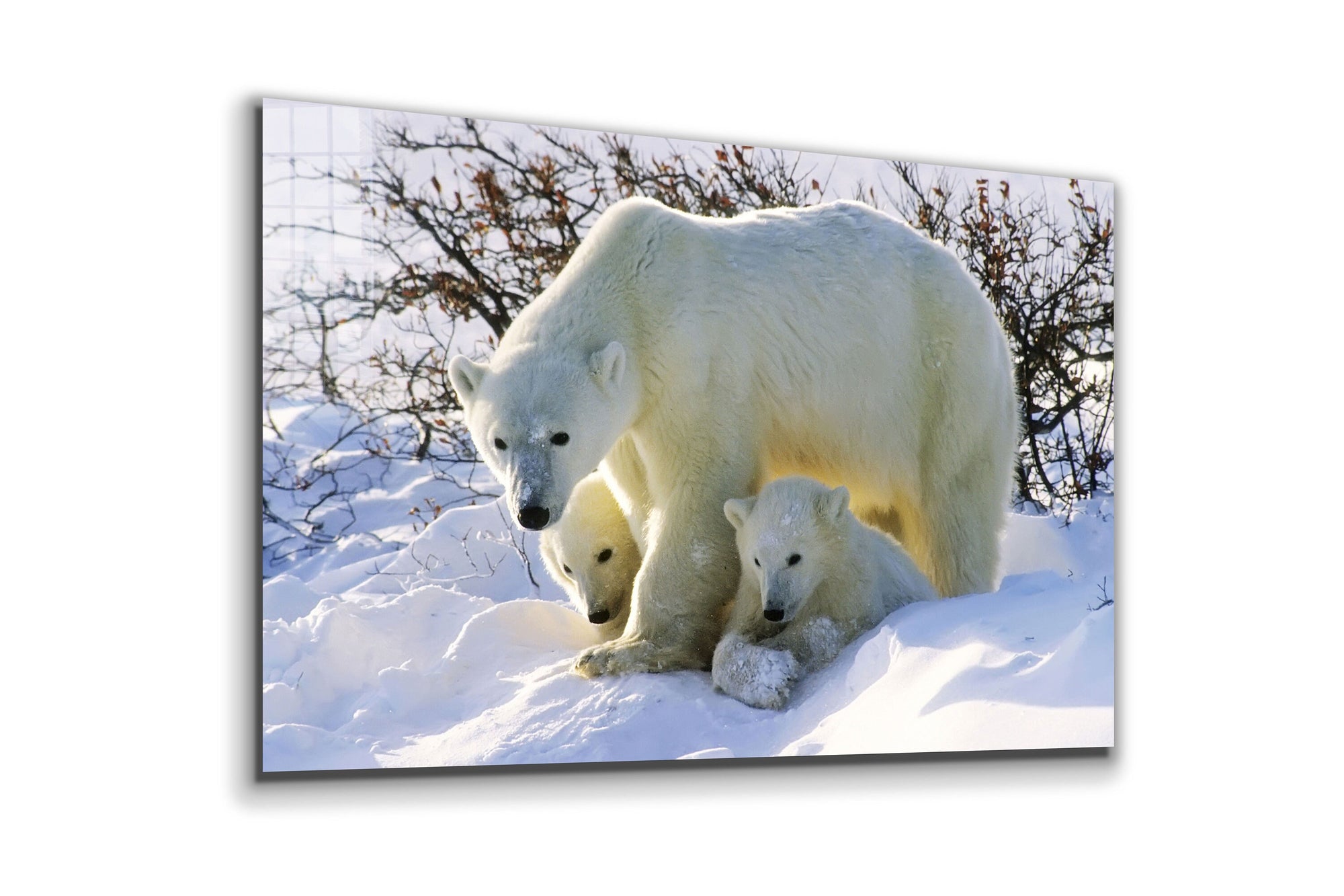 Polar Bear Family, Large Glass Wall Art