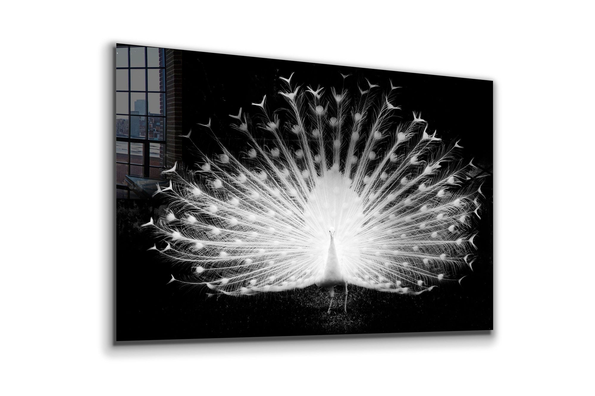 White Peacock Large Glass Wall Art